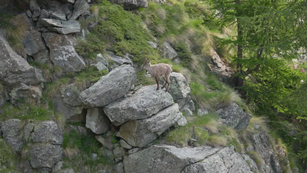 Alpine ibex calmly climbs on rocky mountain Italian Alps