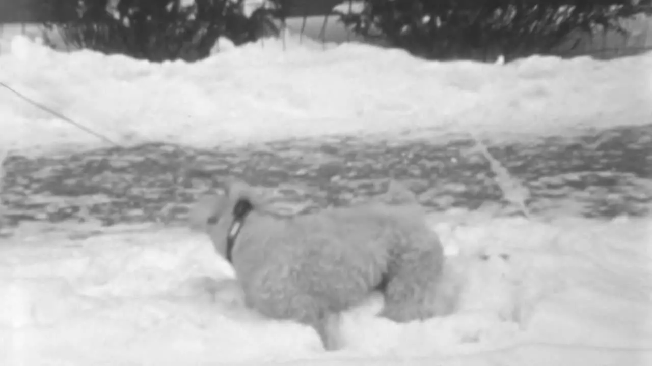 White Wire Fox Terrier Dog Enjoys a Walk Around the Neighborhood in Winter