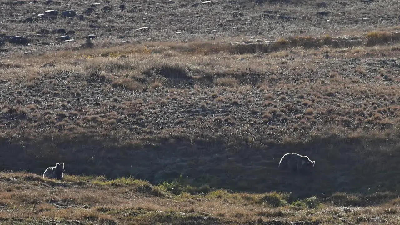 Himalayan brown bear grazing in Deosai national park