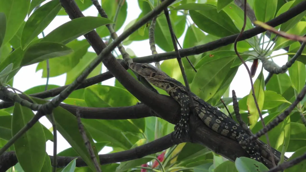 Young asian water monitor also known as varanus salvator resting peacefully on a tree branch in Mangroove forest south-east asia Thailand