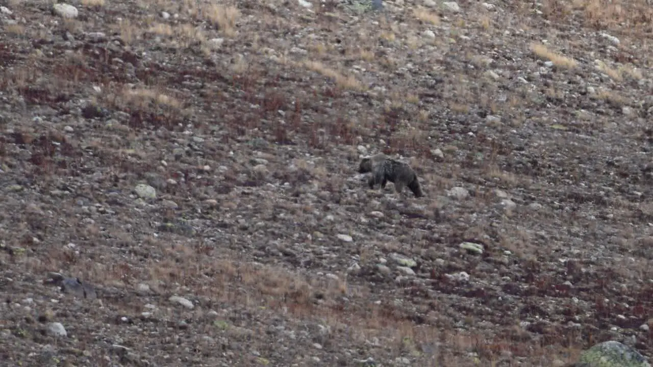 Himalayan Brown bear walking up in mountains