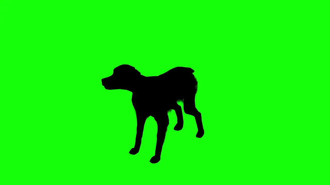 Silhouette of a brittany dog barking on green screen perspective view