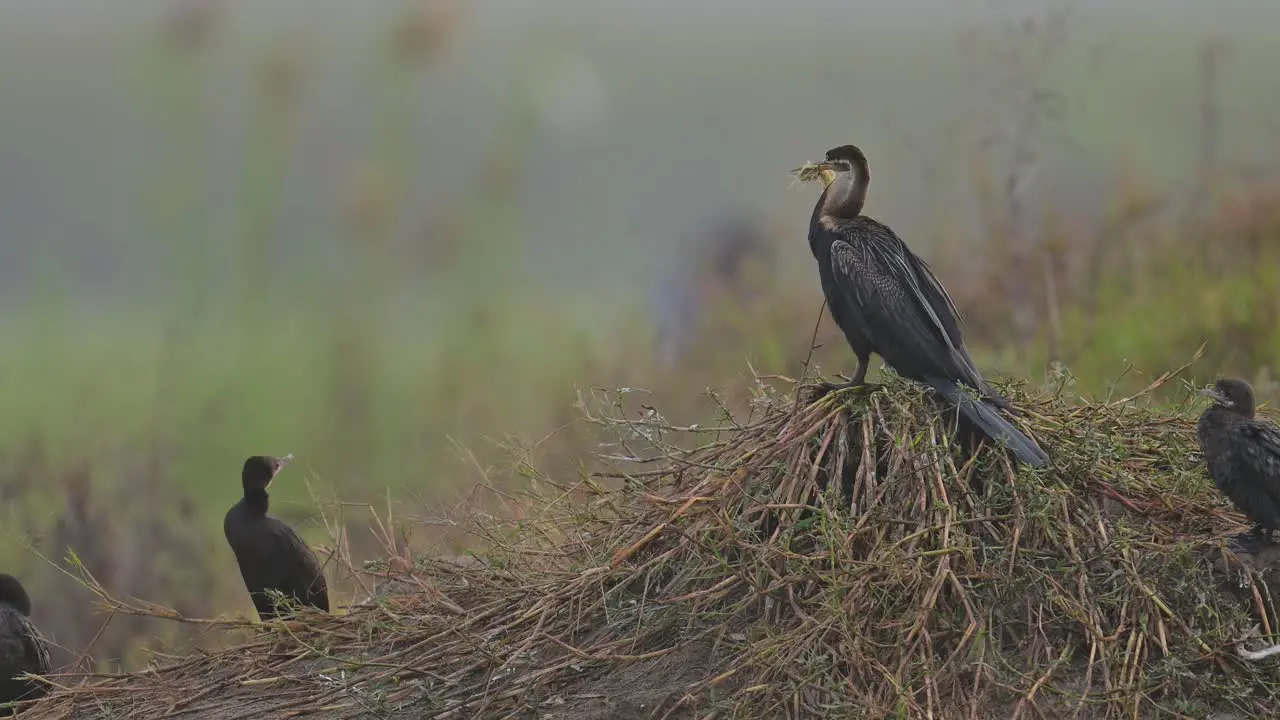 The Oriental darter is a water bird in morning