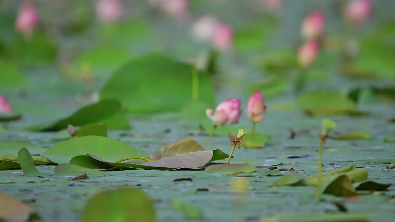 aquatic vegetation in wetland area