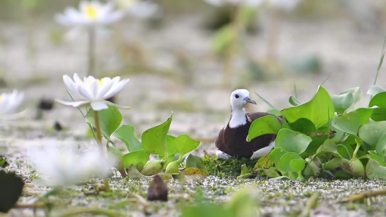 Pheasant Tailed Jacana Bird sitting on eggs