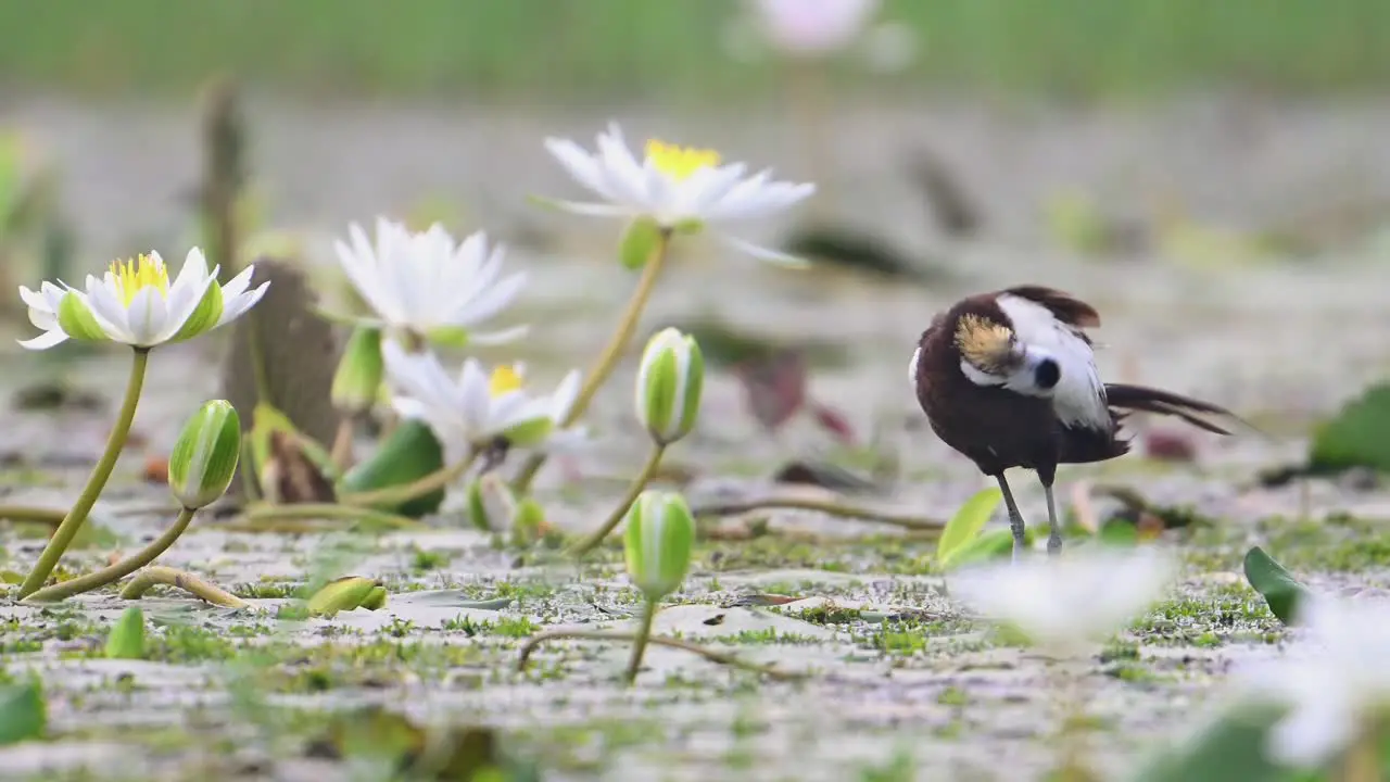 Pheasant tailed jacana Cleaning feathers in water lily flower pond