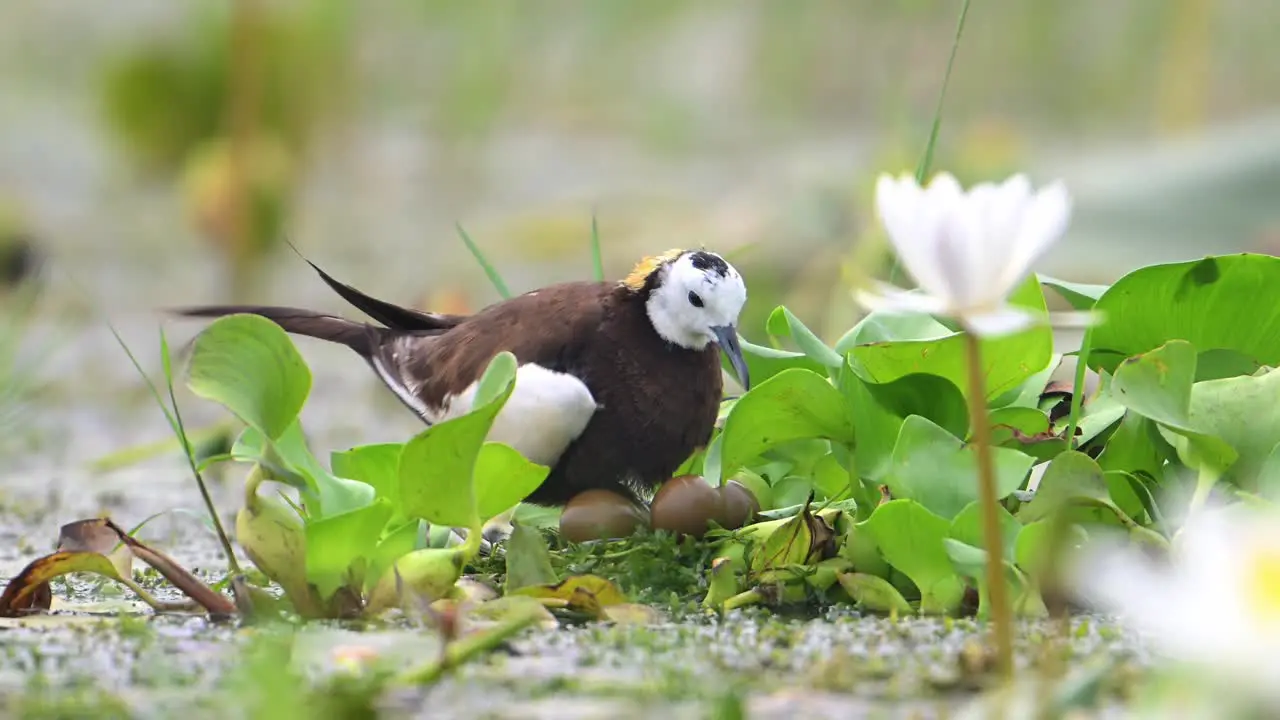 Pheasant Tailed Jacana Bird With Eggs on Floating leaf