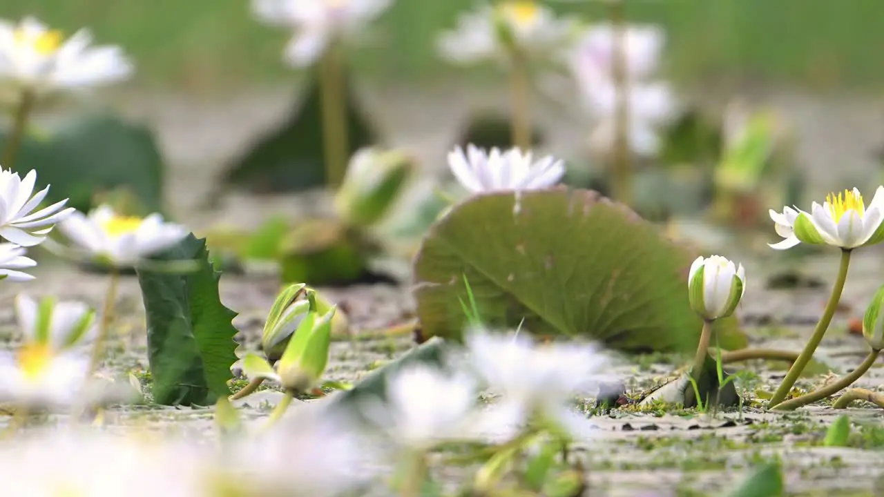 Pheasant tailed Jacana Walking on Floating Leaf of Water lily