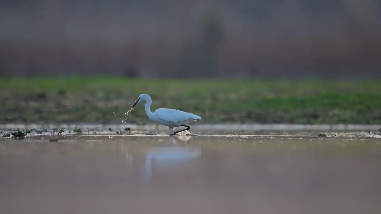 Little Egret fishing in the lake