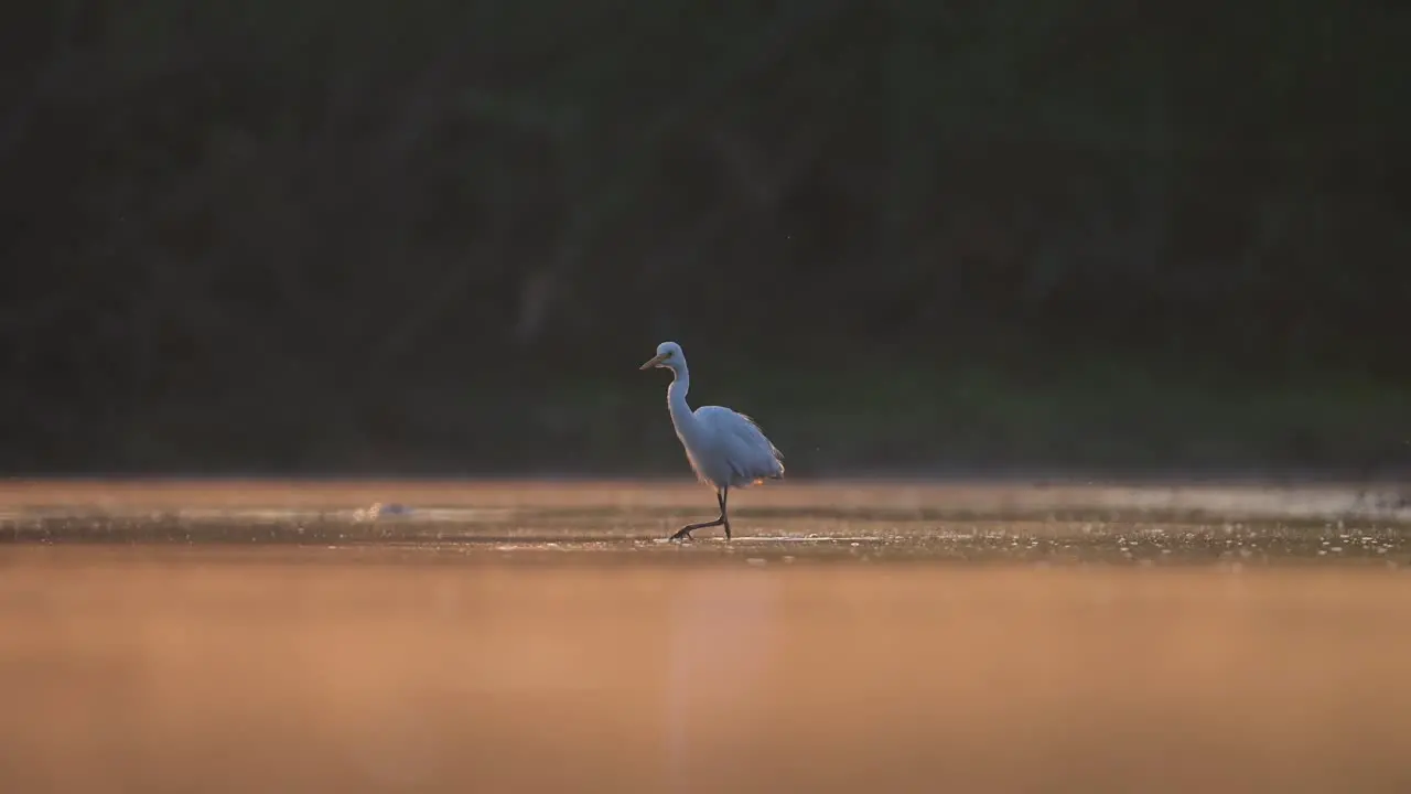 White heron Great Egret fishing in the lake