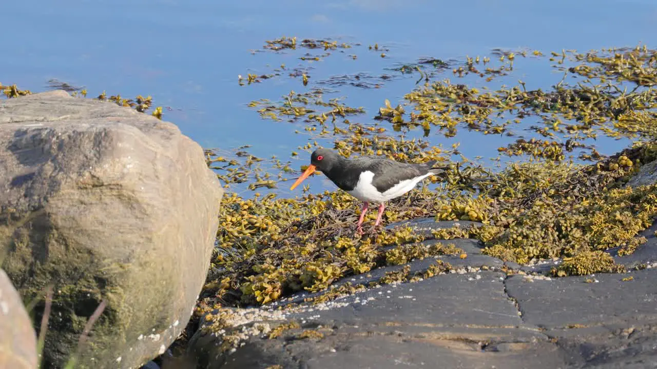 Eurasian oystercatcher (Haematopus ostralegus) Beautiful nature of Norway