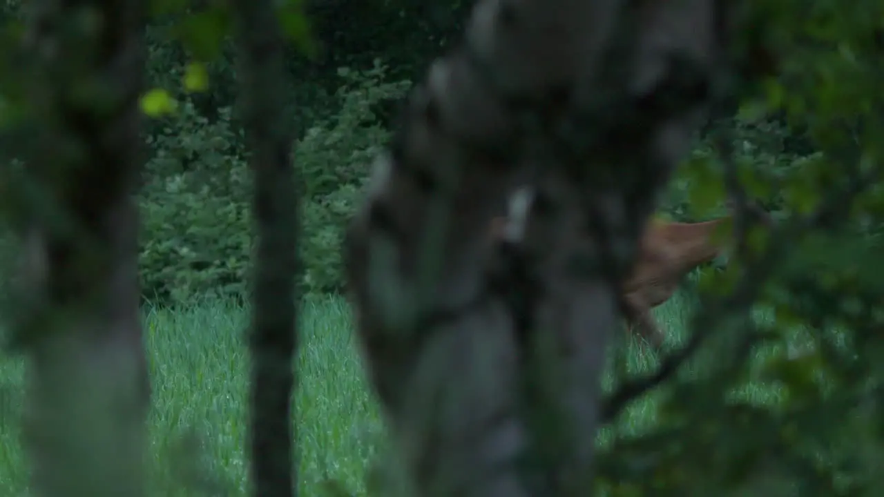 Roe deer walks in clearing shot behind trees while observing