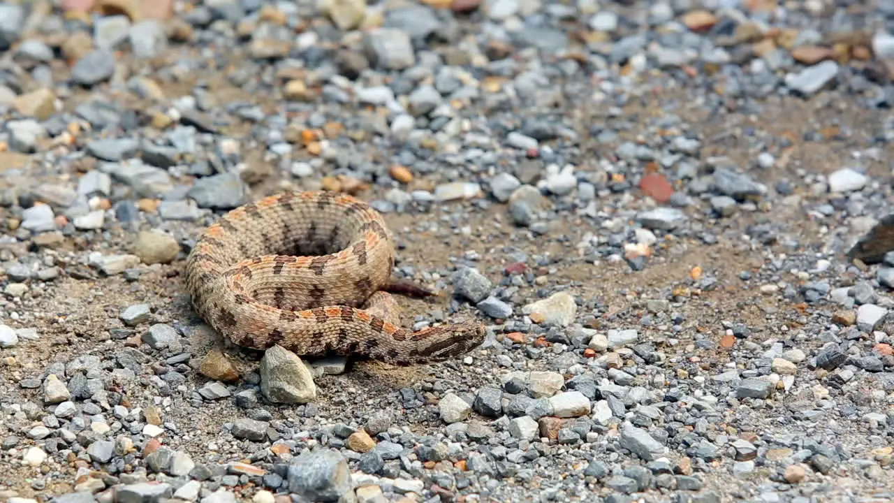 A Western Pigmy Rattlesnake Sistrurus miliarius streckeri rattles it's tail flicks it's tongue and then crawls out of the frame