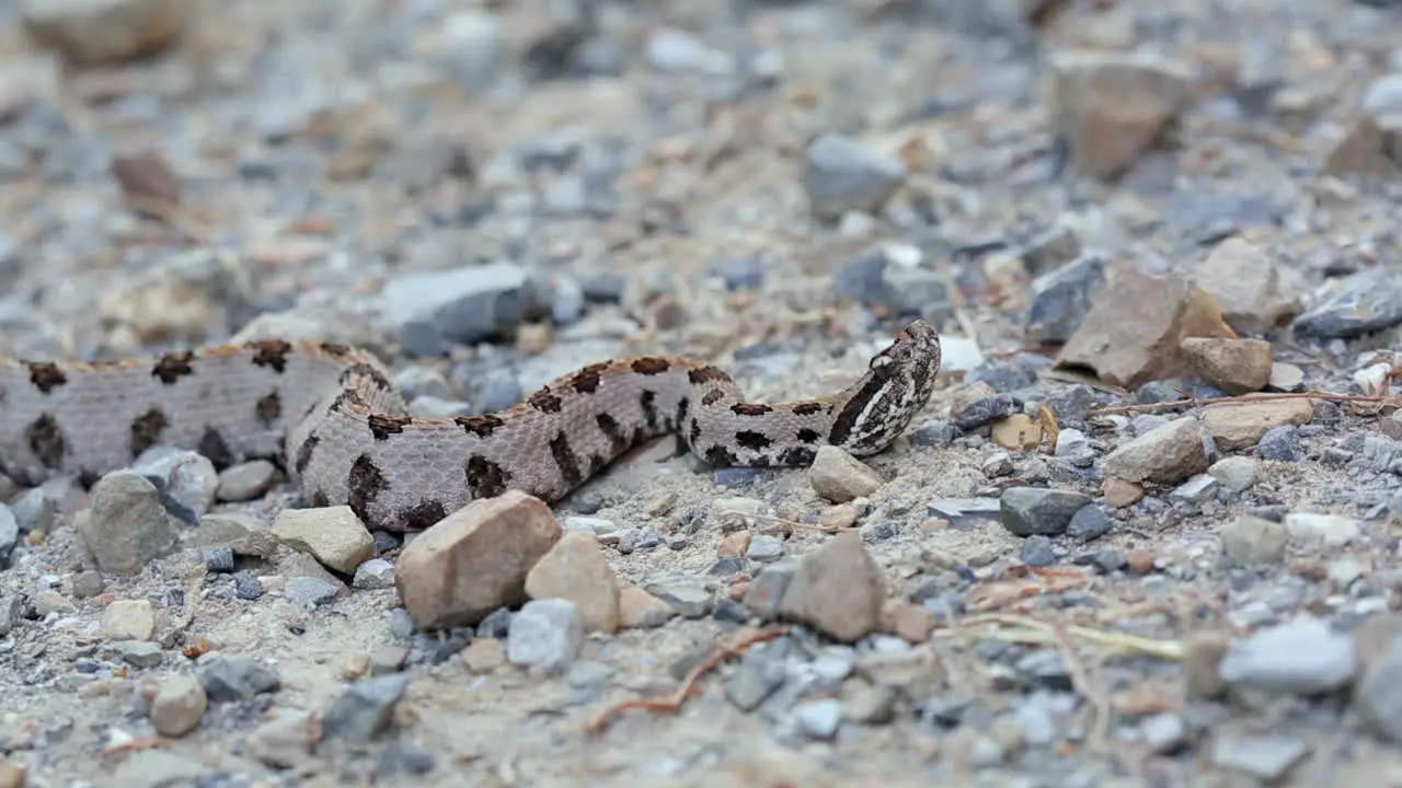 A Western Pigmy Rattlesnake Sistrurus miliarius a venomous North American pit viper reacts to a perceived threat with head movements and finally moves backwards