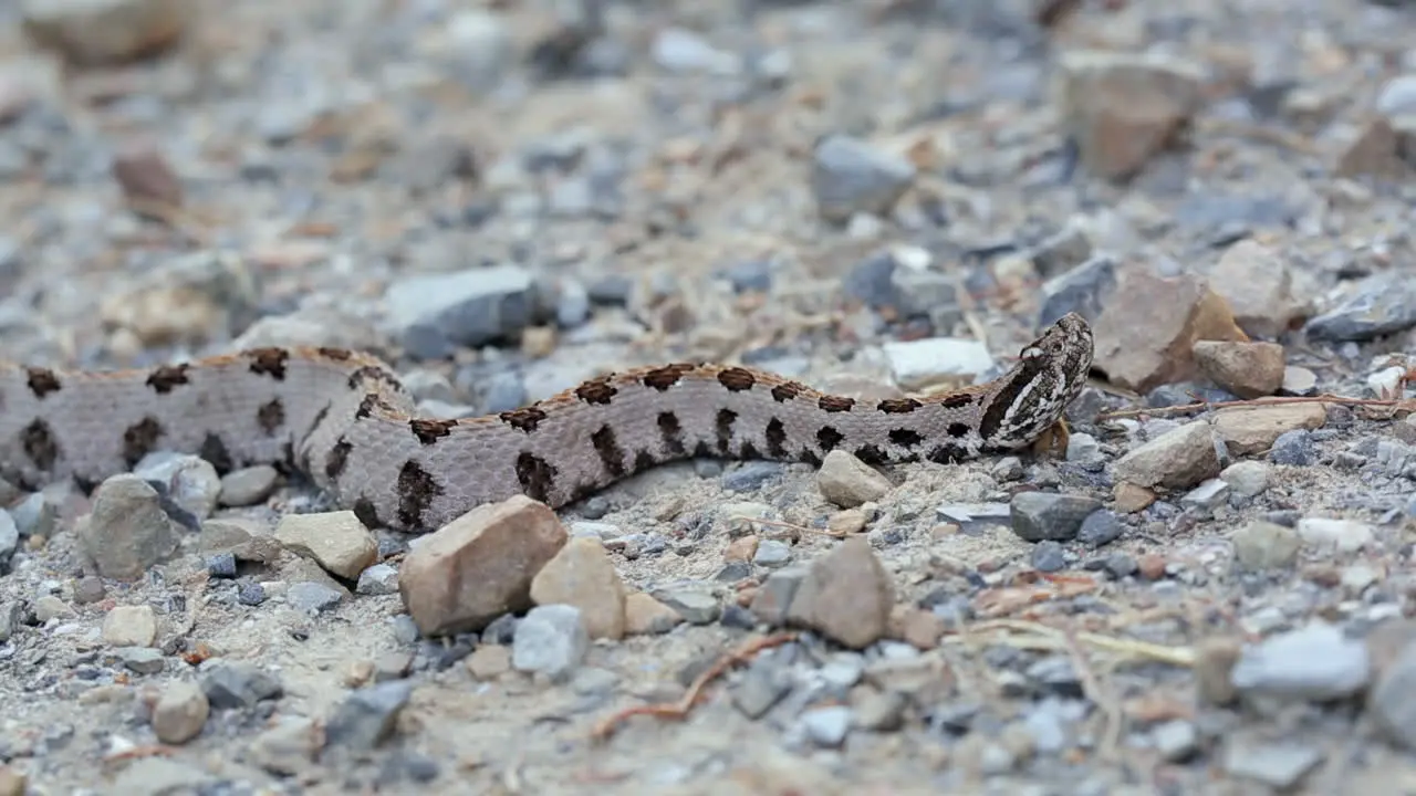 A Western Pigmy Rattlesnake Sistrurus miliarius a venomous North American pit viper reacts to a perceived threat with head movements