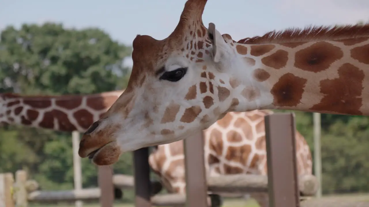 Graceful giraffe amidst safari embodies untamed wildlife with striking patterns against sky backdrop