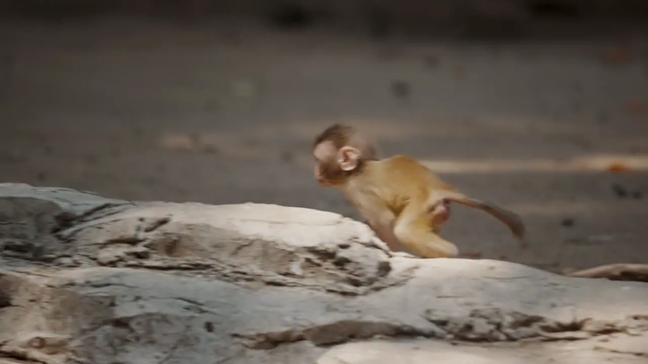 View Of A Jumping Baby Rhesus Monkey slow motion