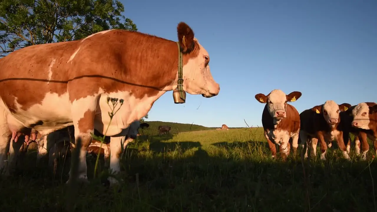 A cow is looking behind another cow walking away