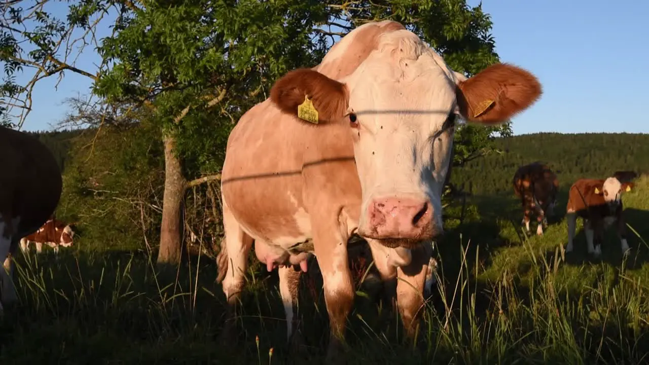 Cow grazing on a meadow looking into the camera