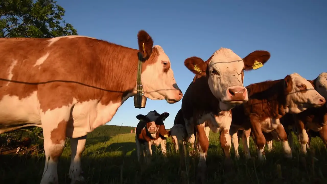 Cows close to the camera one is mooing