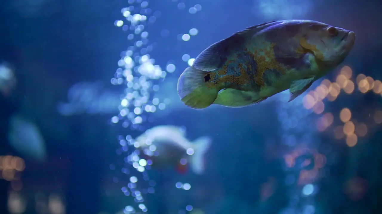 Colorful Fishes aquarium slow motion