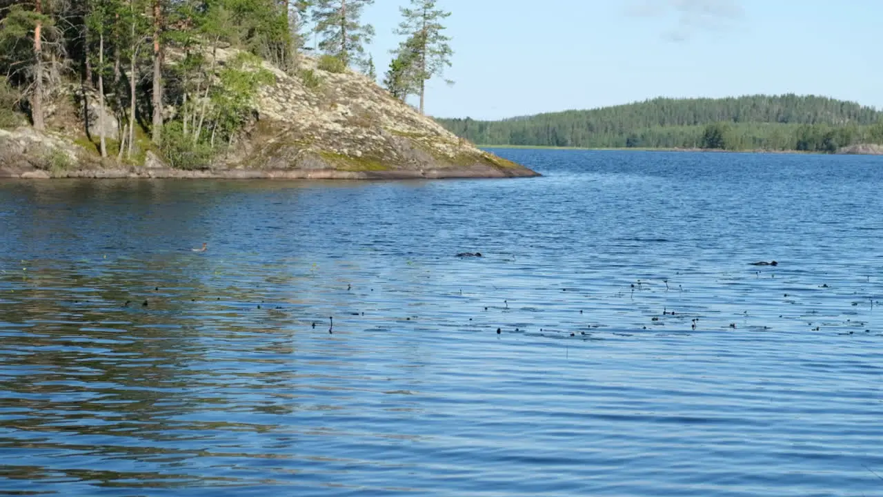 Flock of Great crested grebes swimming and diving in Saimaa lake Eastern Finland