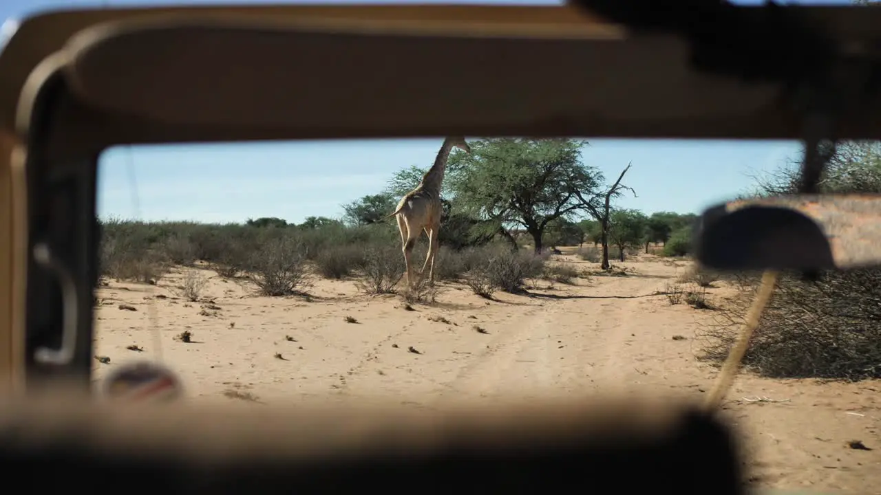 A big giraffe runs in front of a safari car and is very close to the tourists