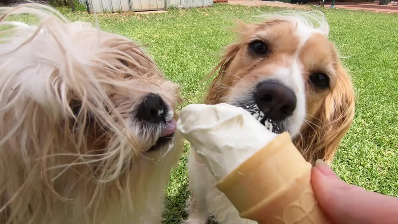 Two puppies licking shared icecream