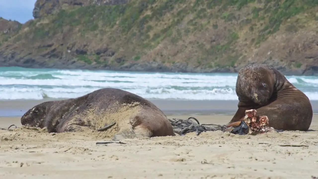 two New Zealand Sea Lion on a sandy beach