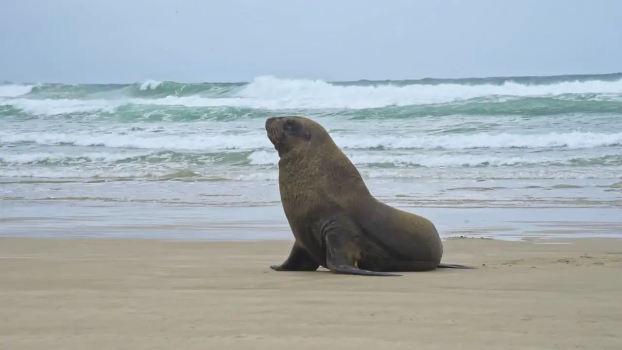 Male New Zealand Sea Lion sitting on a sandy beach