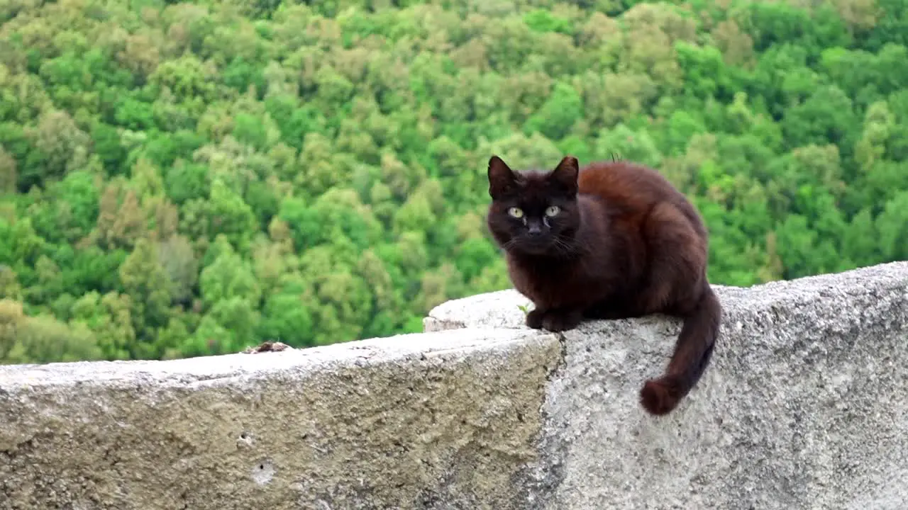 Cat with dark fur and yellow eyes laying on a low wall in spoleto 