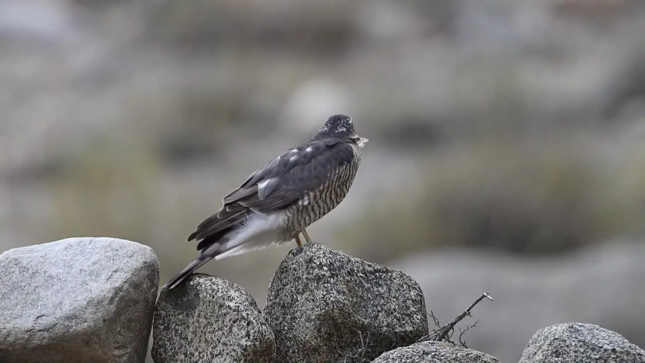 Eurasian sparrowhawk perchin gon wall of Rock