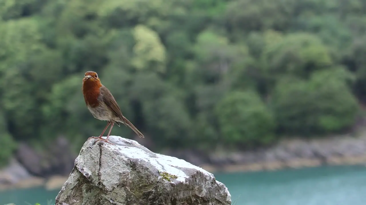 Red bird flying from a rock in England