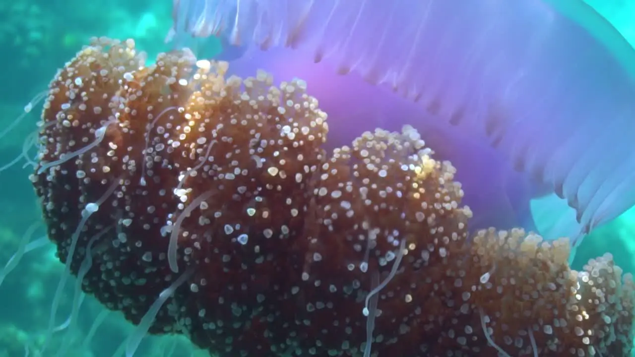 Cauliflower jellyfish in shallow water slow motion HD