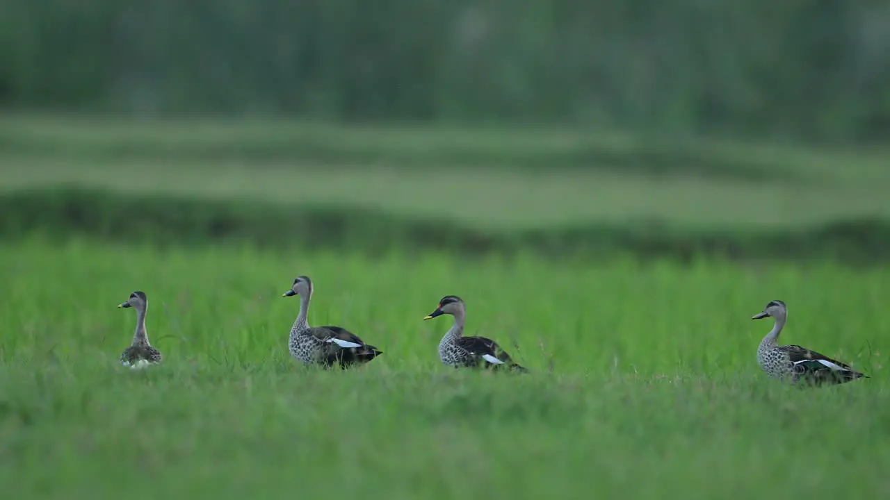 Indian Spot Billed Ducks grazing in Green Fields