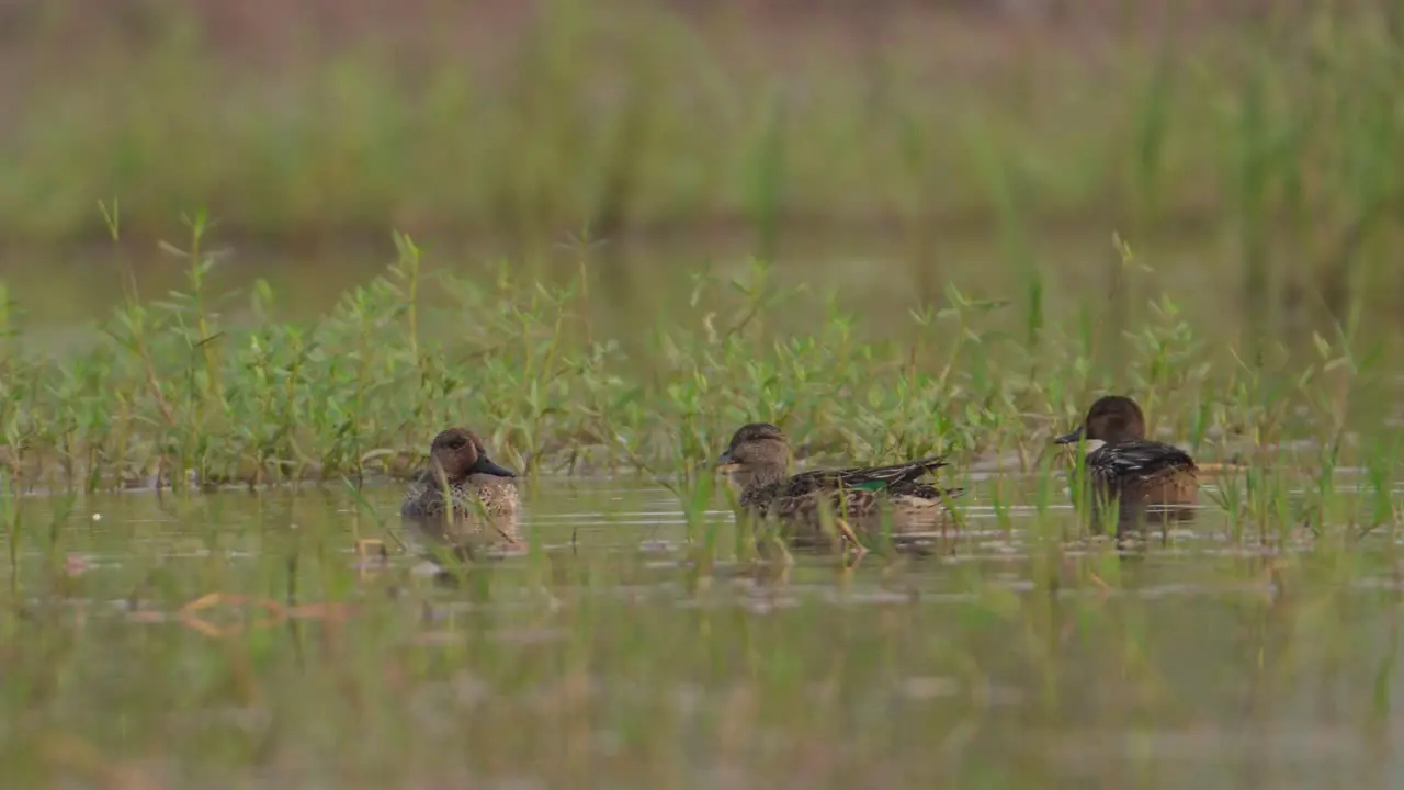 Green Winged Teal or Common Teal Ducks Feeding in Wetland