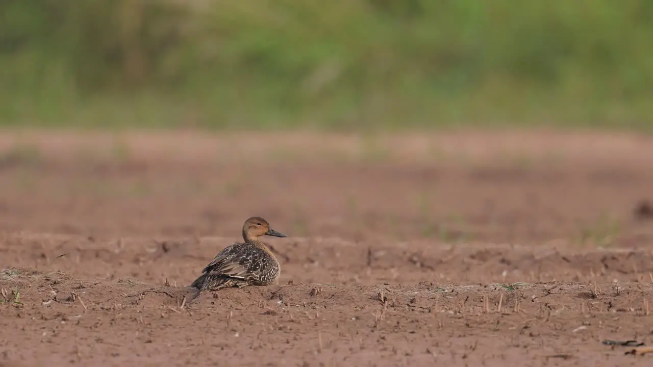 Green Winged Teal or Common Teal Duck resting