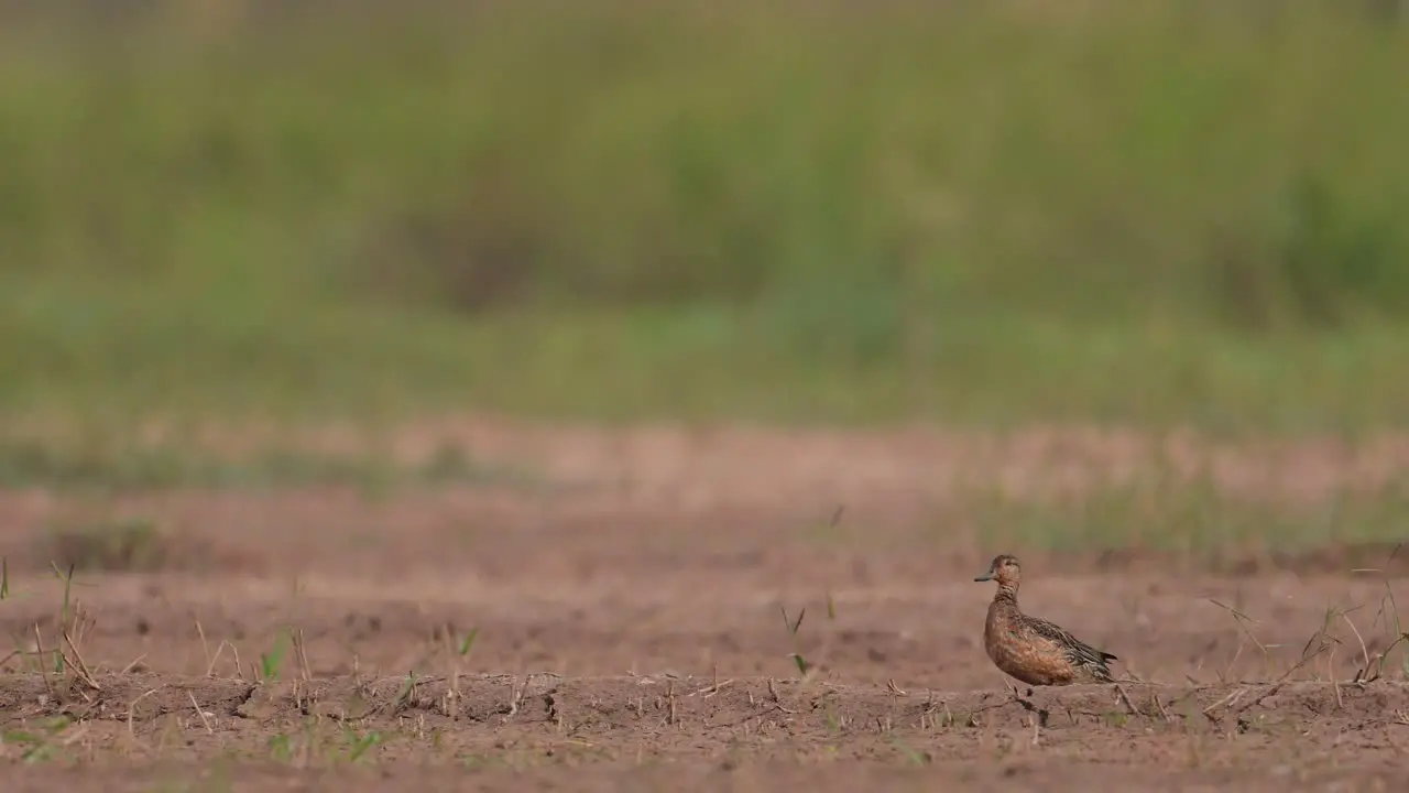 Green Winged Teal Resting outside the water