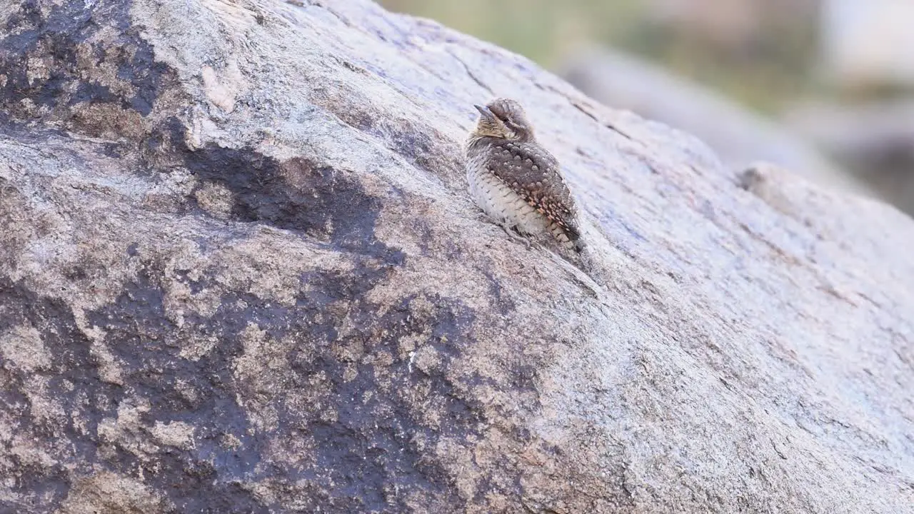 Eurasian wryneck Sitting on Rock in Migration time