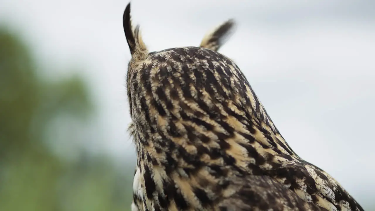 Eagle owl turning head close up wild animal bird of prey with sky background