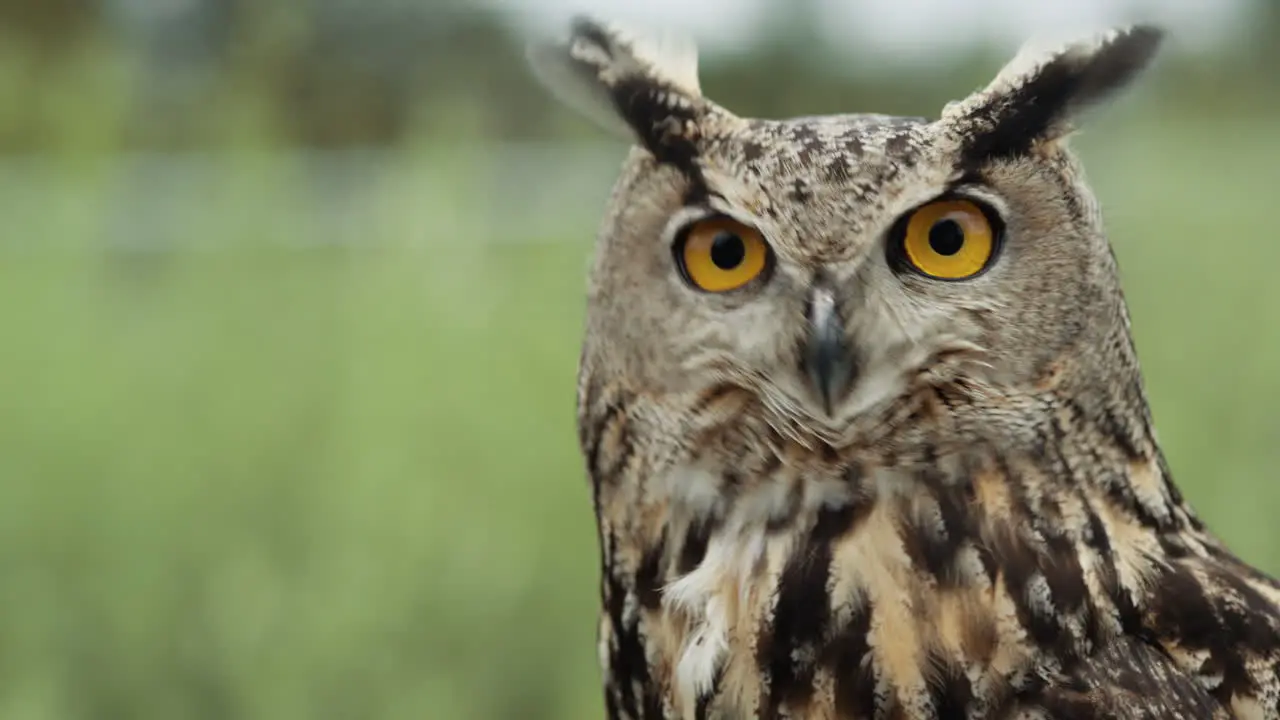 Eagle owl close up face and feathers bird of prey in the wild portrait