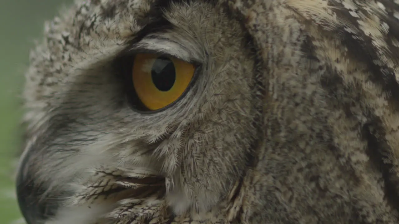 Eagle owl blink and head turn in slow motion majestic bird of prey