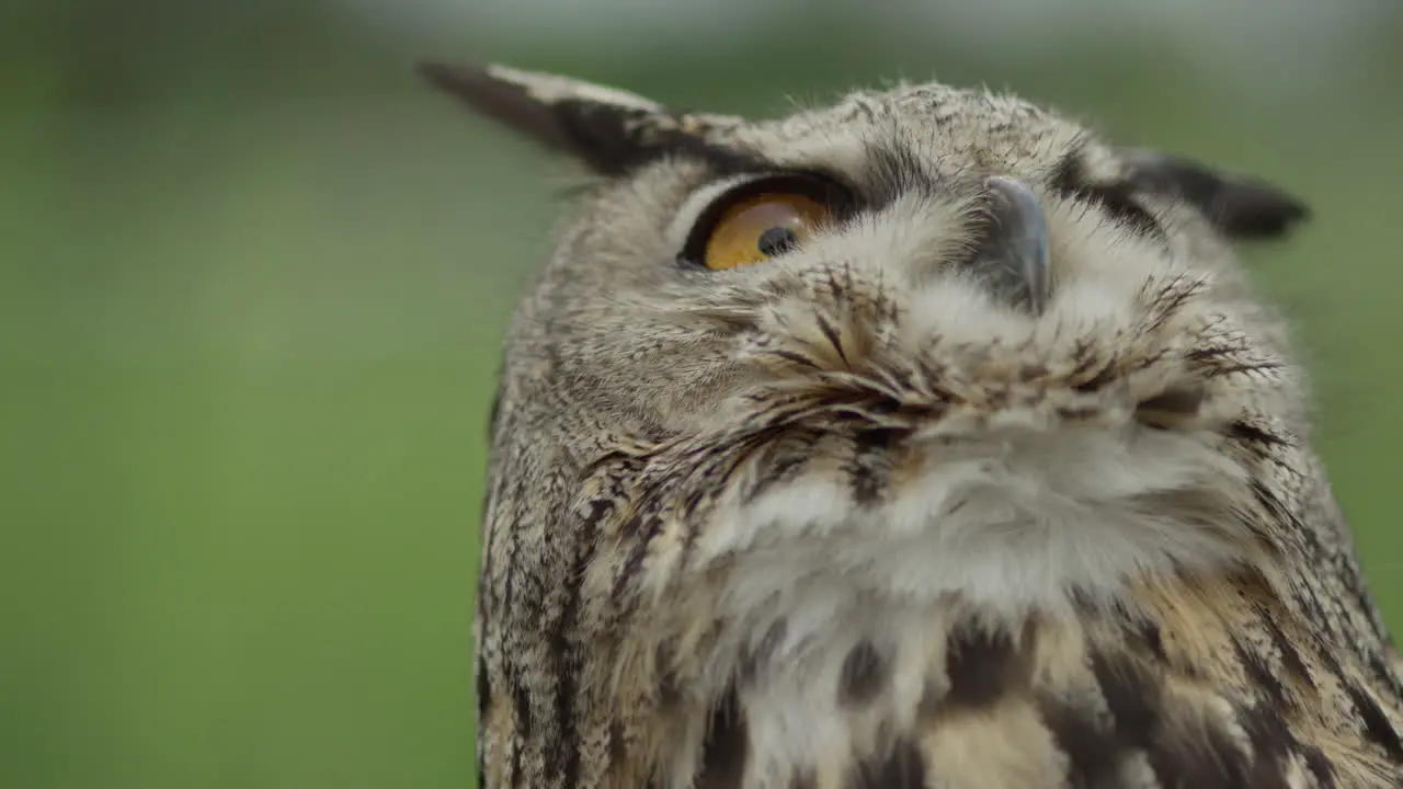 Eurasian eagle owl looking up to the sky