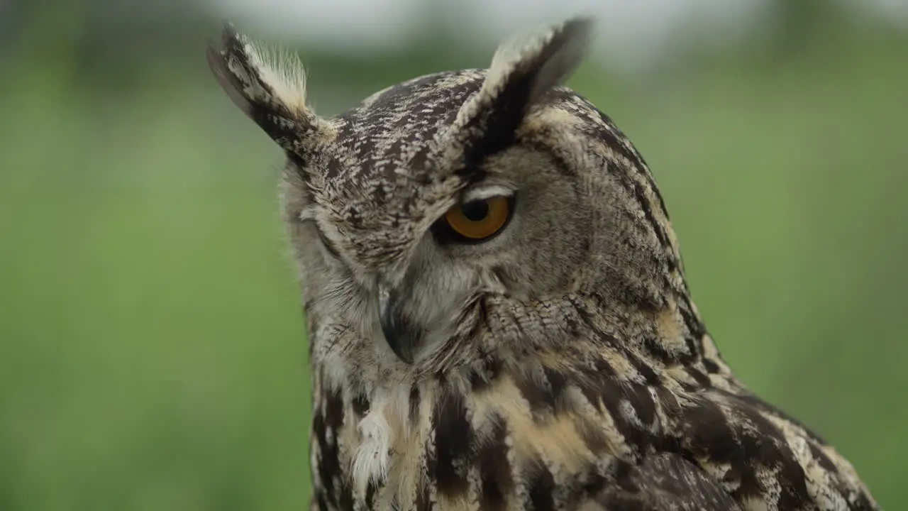 Eagle owl close up face and neck