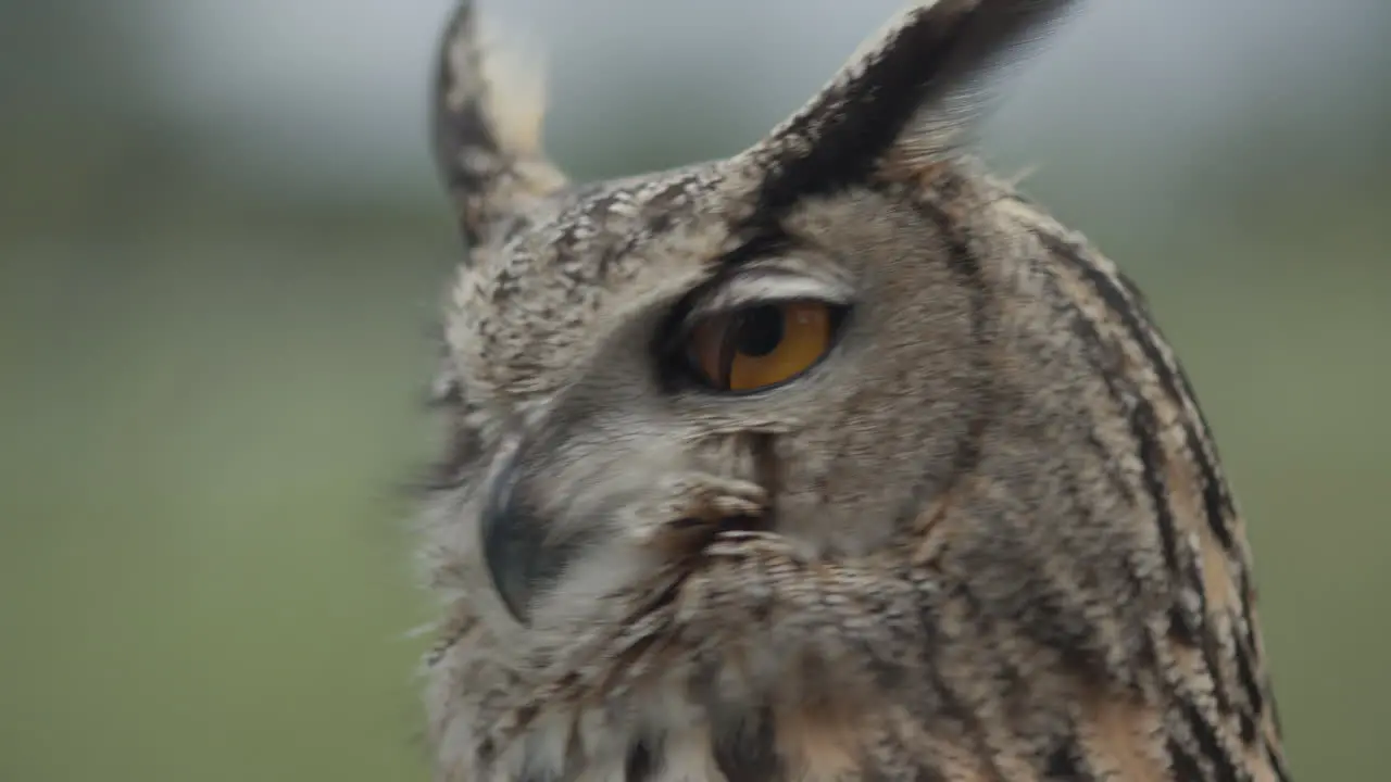 Eagle owl quick head turn in slow motion in forest