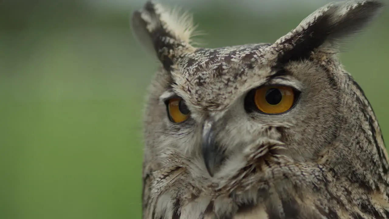 Stoic eagle owl slow motion in the wind