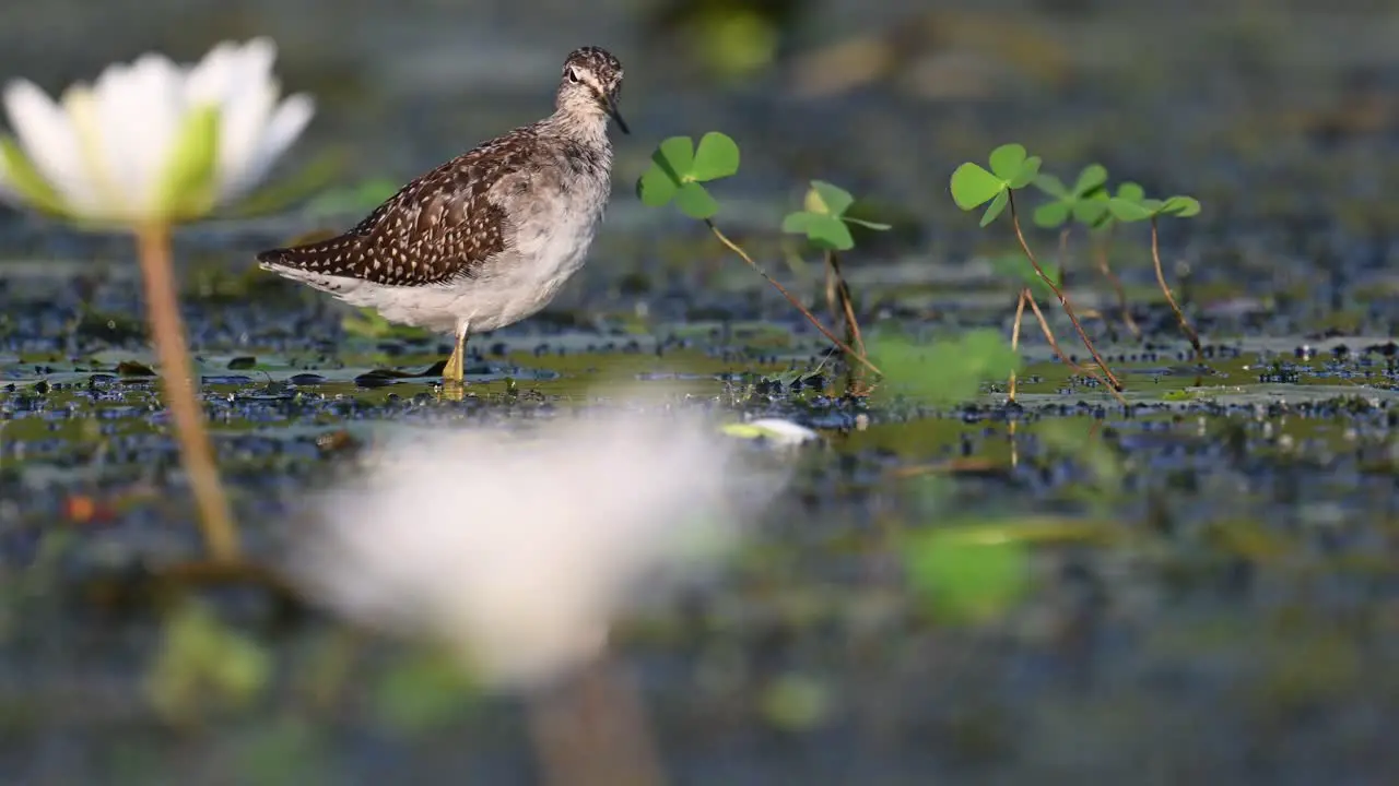 Wood Sandpiper Tringa glareola in the habitat