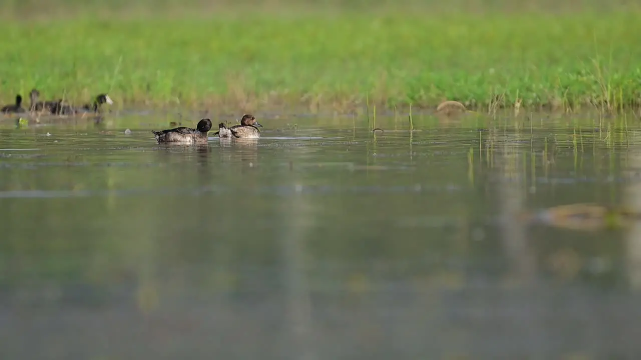 The tufted duck or tufted pochard in wetland