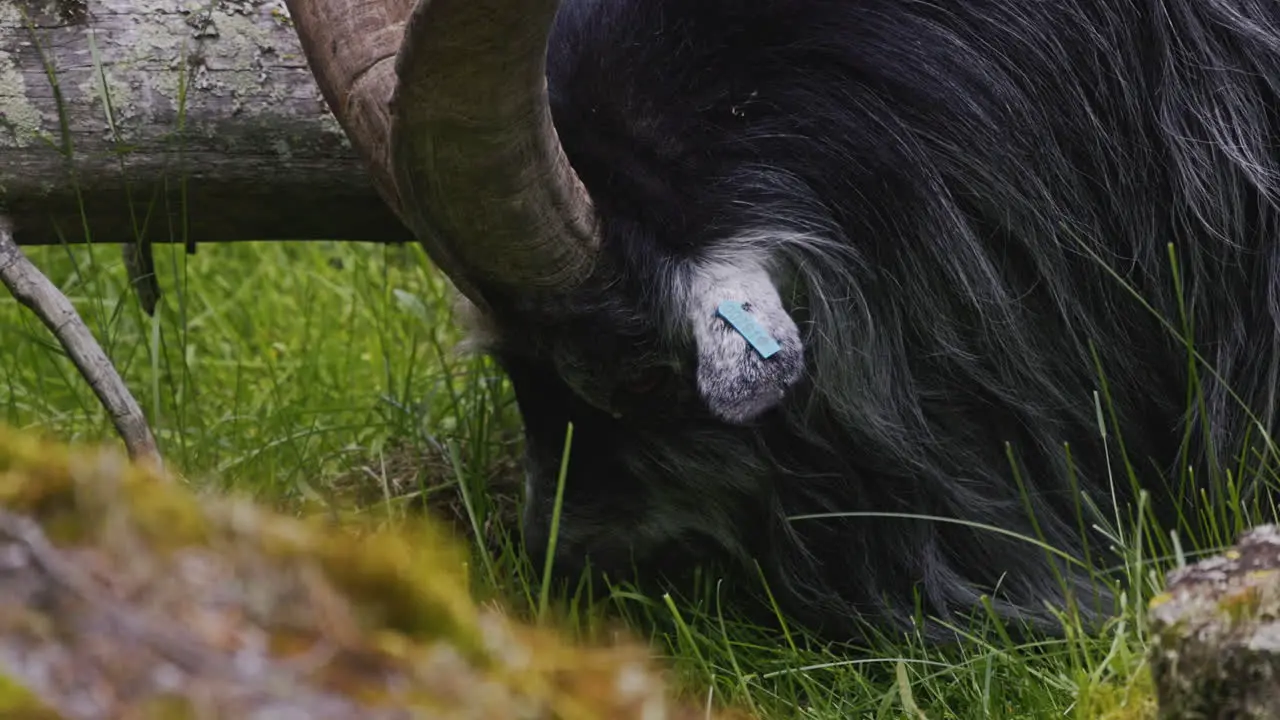 domestic furry gray goat eating some grass slowmotion