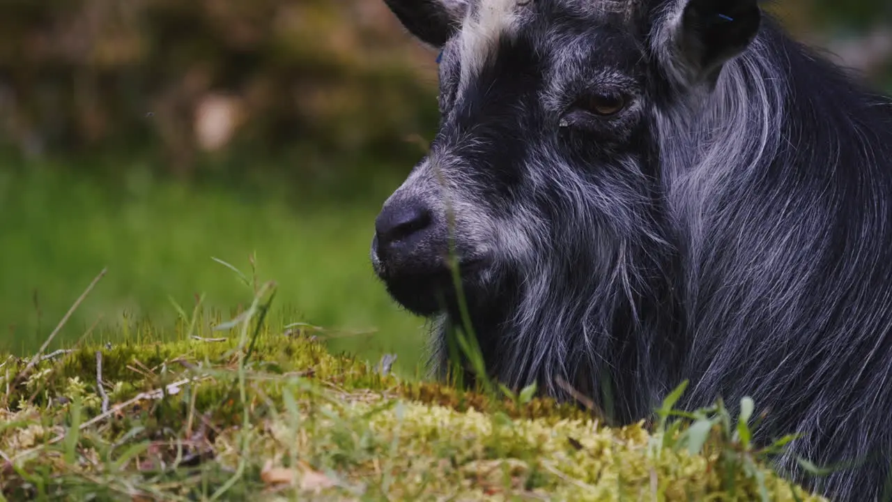 profile of a Gray goat chewing some food